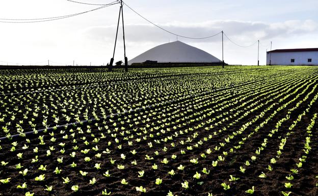 Canarias dedicó 7.022 hectáreas de terreno al cultivo de hortalizas en 2021