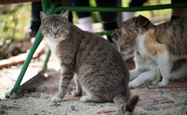 Los gatos asilvestrados podrían ser foco de Salmonella