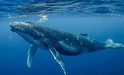 La polémica de los ferris y los cetáceos en Canarias llega a Reino Unido