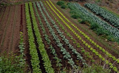Cae el número de explotaciones agrícolas en Canarias