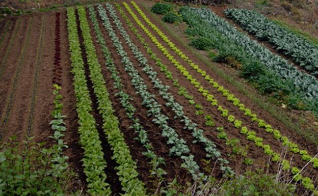 Cae el número de explotaciones agrícolas en Canarias
