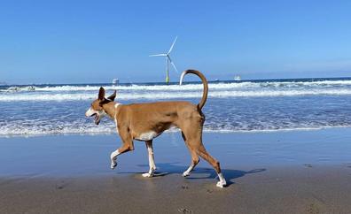 Estas son las playas canarias a las que puedes ir con tu perro