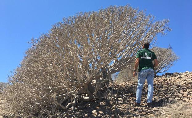 El tabaibal más gigante de Gran Canaria sobrevive en un vertedero