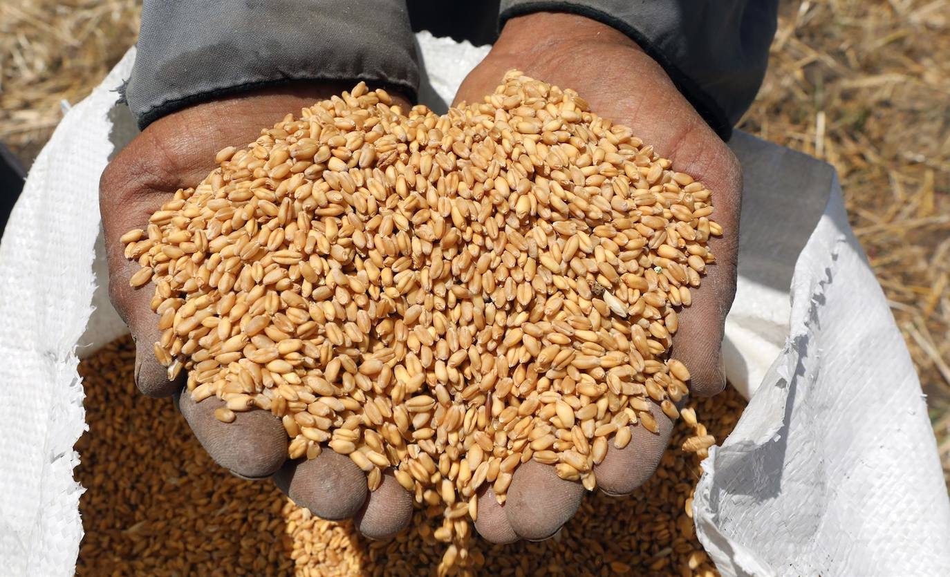La cosecha de trigo en Egipto