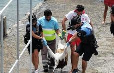 Rescatan el cadáver de una oveja en la playa de Las Canteras
