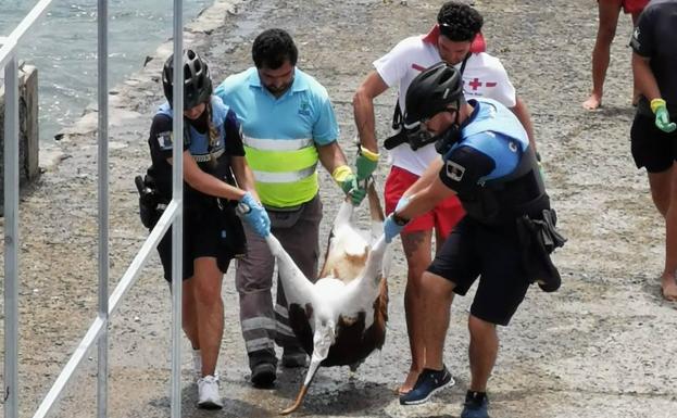 Momentos del rescate del cuerpo sin vida del animal en La Puntilla. /cober