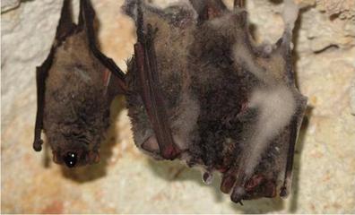 Piden cerrar una cueva asturiana al hallar un virus pariente del ébola