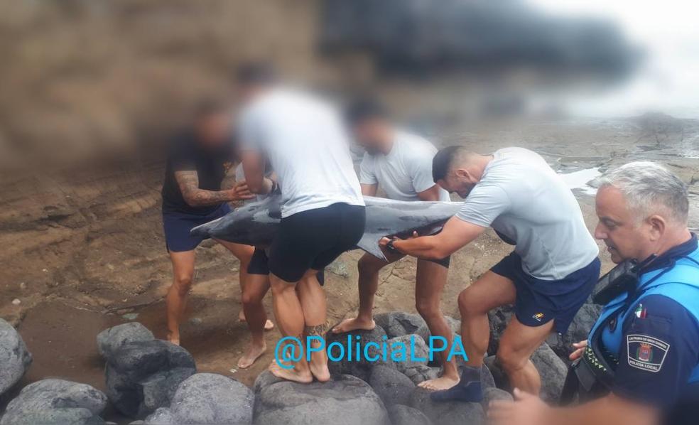 Hallan un delfín varado en El Confital