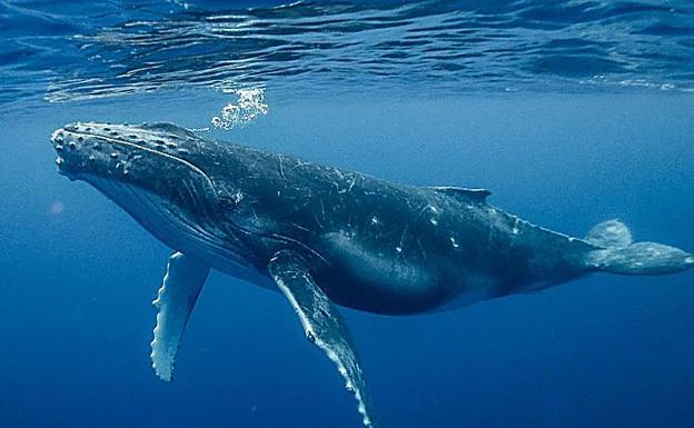 La ULPGC coordina una investigación de la muerte de cetáceos por la pesca
