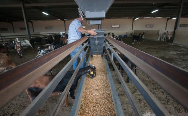 Las ayudas del Cabildo llegan a 140 agricultores y ganaderos