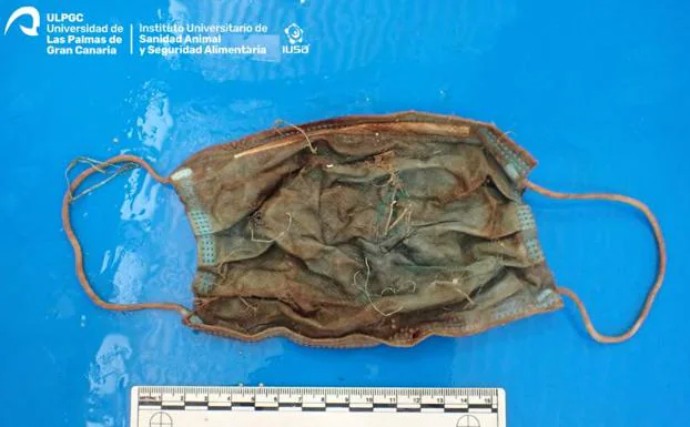 Un equipo de investigadores de la ULPGC encuentran una mascarilla en el estómago de un delfín en Tenerife