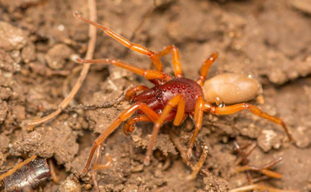 Las arañas canarias que se especializaron para comer presas poco apetecibles