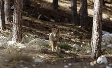 El Congreso ratifica la prohibición de la caza del lobo