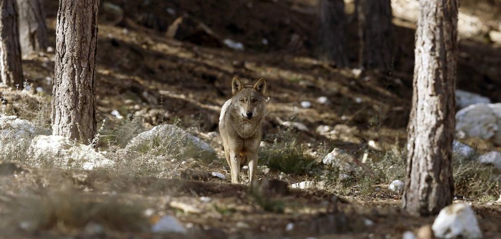 Congress ratifies wolf hunting ban
