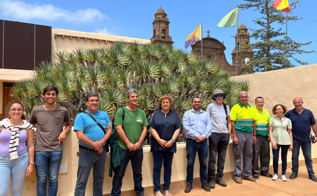 Gáldar crea una mesa técnica para salvaguardar el drago tricentenario