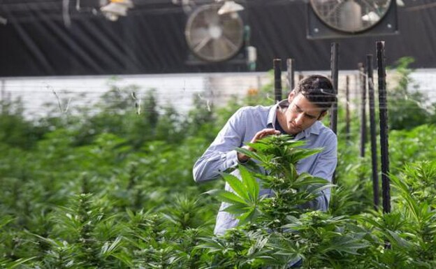A medical cannabis farm of an Israeli company. 