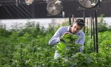 El cannabis medicinal, más cerca de la luz verde del Congreso