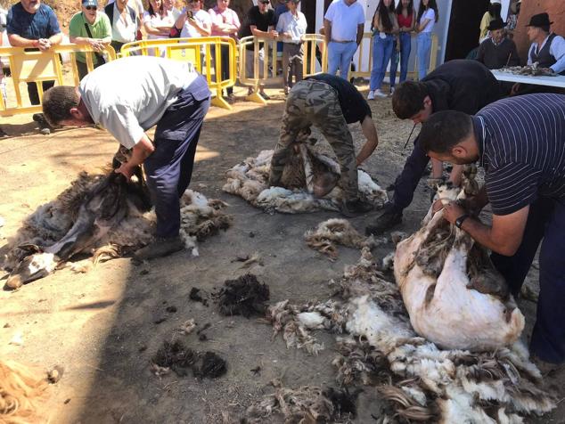 Fiesta de la lana en Caideros de Gáldar