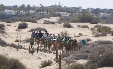Los camellos no se quieren marchar de las dunas