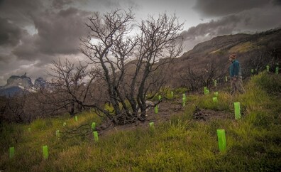 Los nuevos súper árboles contra el cambio climático