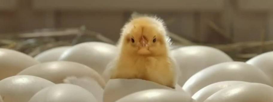 En España se gasea y tritura al año 35 millones de pollos de un día de vida