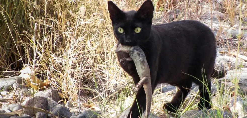 Cats against protected species: the future animal welfare law "threats" the Canarian fauna