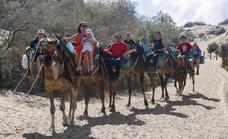 Narváez: «Si no causan impacto, se deberían mantener los camellos, son un referente»
