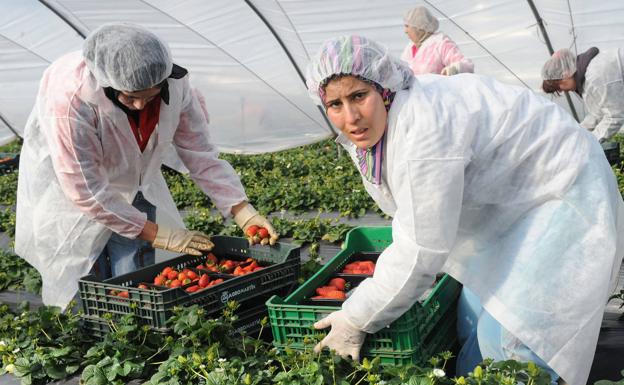 Moroccan women work as seasonal workers harvesting strawberries in Lepe, Huelva. 