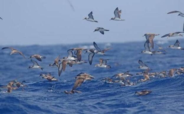 Encuentran plásticos en el estómago de nueve de cada 10 pardelas en Canarias
