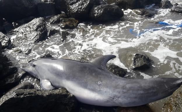 Aparece un delfín muerto en Maspalomas