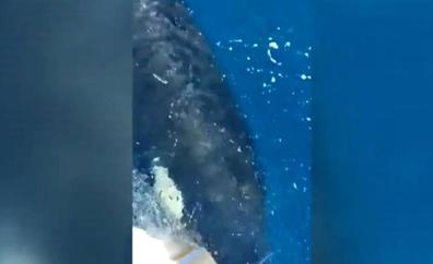 Una pareja de orcas ataca en aguas del Estrecho