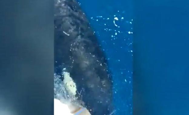 Una pareja de orcas ataca en aguas del Estrecho