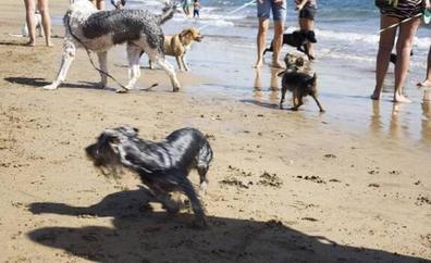 Piden al Cabildo de Tenerife un plan de playas caninas en Canarias
