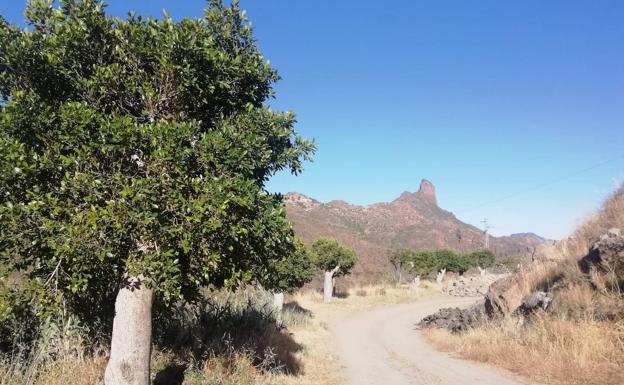 Bosques Sin Fronteras lamenta el estado de la arboleda transplantada en Tejeda
