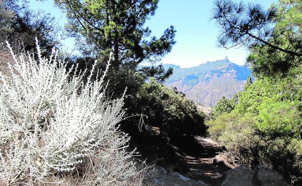 El Camino de Santiago de Gran Canaria es para amantes del contacto directo con la naturaleza, con vistas espectaculares. / C7