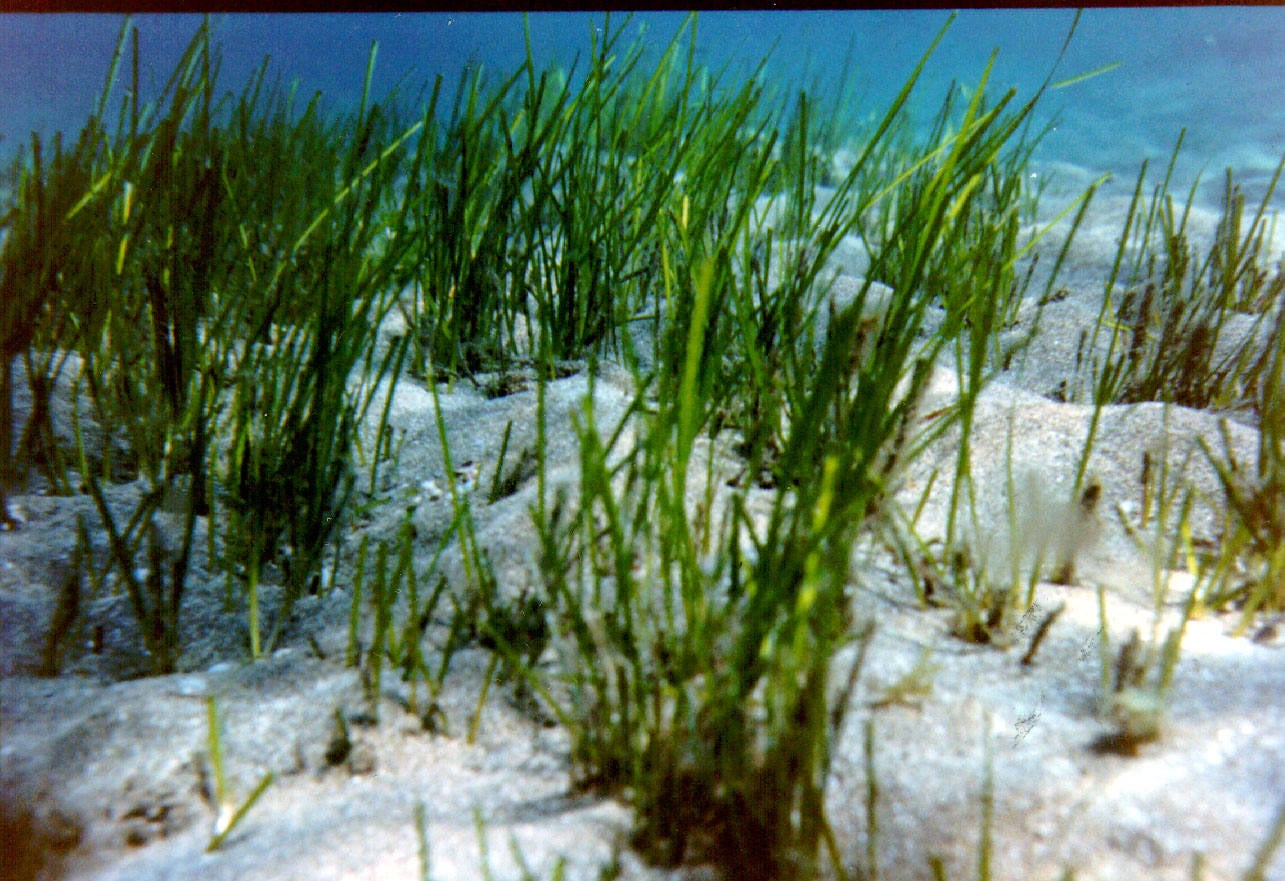 «Hay especies que hoy están cerca del agua y tendrán que emigrar al interior de las islas»