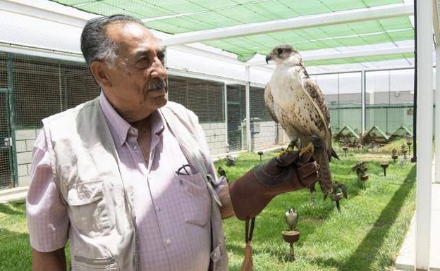 Los 50 halcones que limpian el cielo del Aeropuerto de Gran Canaria