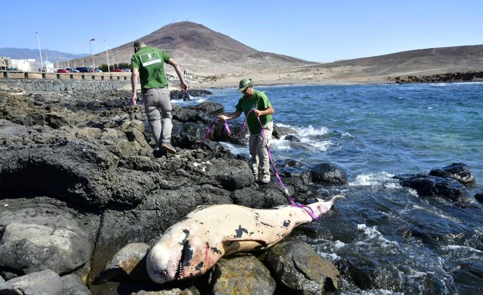 Aparece un cetáceo varado de más de tres metros en la costa de Arinaga