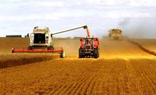 La cosecha de cereal caerá el 21% en España