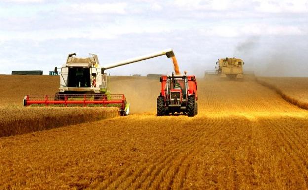 La cosecha de cereal caerá el 21% en España