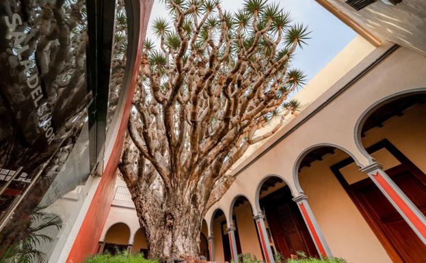 Gáldar cuida y mima el drago más antiguo de Gran Canaria