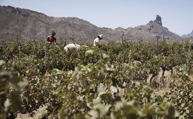La Reserva de la Biosfera de Gran Canaria revisa su Plan de Acción