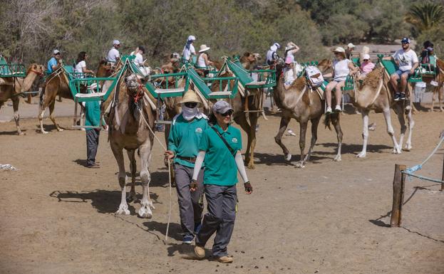 AV-PP lleva al pleno de San Bartolomé la defensa de los camellos en las dunas