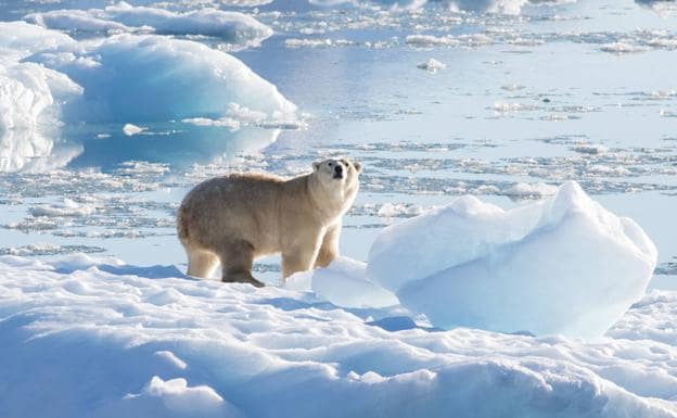 Descubren una nueva población de osos polares mejor adaptada al cambio climático
