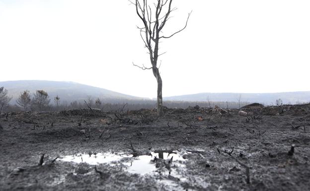 Continúa estabilizado el incendio de Zamora tras arrasar 30.000 hectáreas