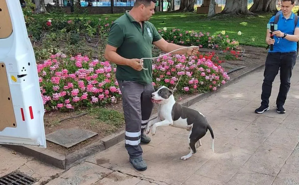 Conoce a las razas de perros autóctonas en Canarias