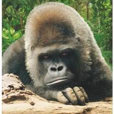 Muere Schorsch, uno de los gorilas de Loro Parque