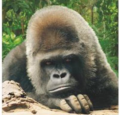 Muere Schorsch, uno de los gorilas de Loro Parque