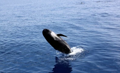 Investigadores españoles desarrollan una tecnología para evitar que los barcos choquen con cetáceos