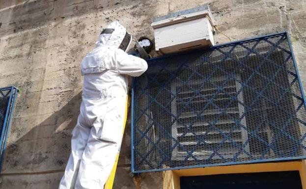 Fernando Marrero, el técnico de la central térmica de Tirajana que susurra a las abejas